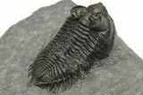 Coltraneia Trilobite Fossil - Huge Faceted Eyes #225333-5